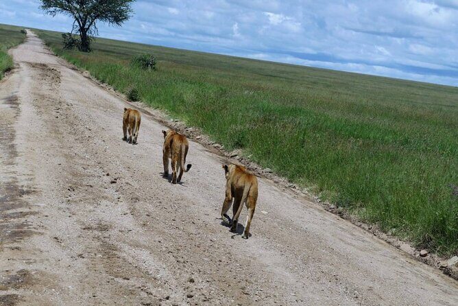 Early Morning Half Day Mini Safari To Nairobi National Park - FAQ