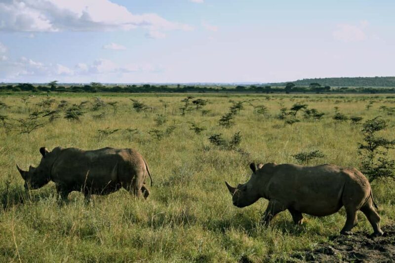 Early Morning Nairobi National Park Game Drive - What You Need to Bring