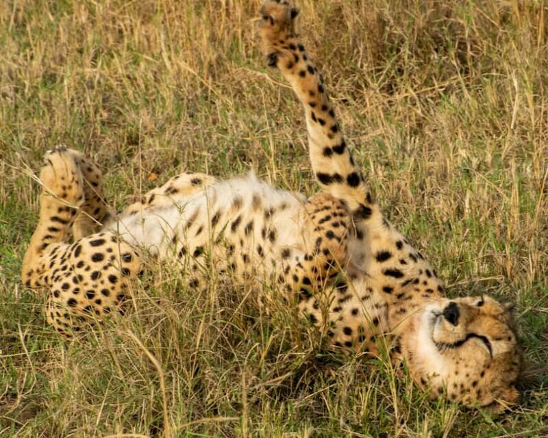 Early Morning Nairobi National Park Game Drive - Authenticity and Experience Quality