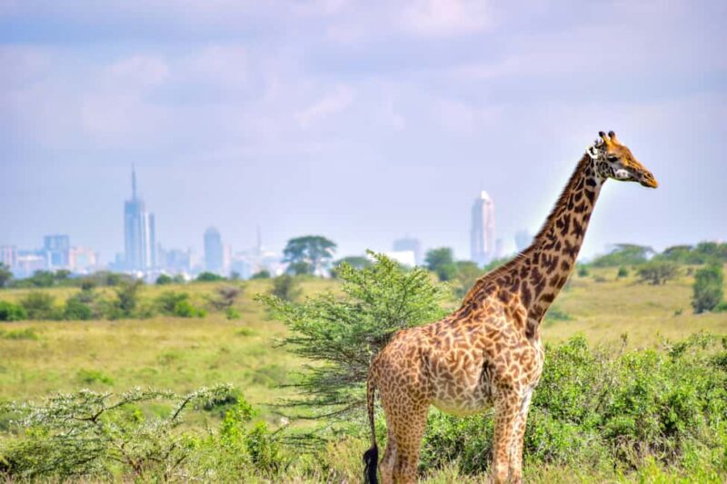 Early Morning Nairobi National Park Game Drive - Why Choose This Tour?
