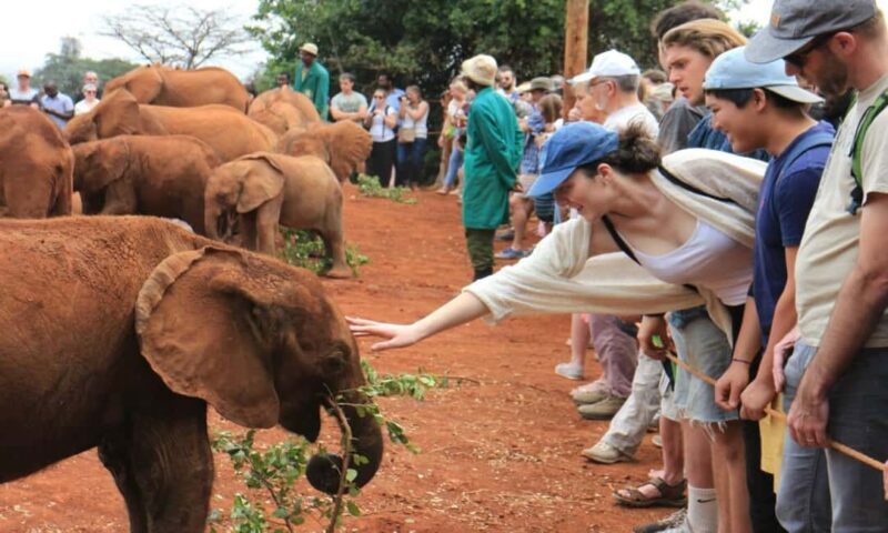 Early Morning Nairobi Park Elephant& Giraffe Sanctuary - Key Points