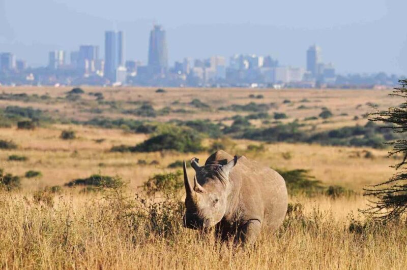 Early Morning Nairobi Park Elephant& Giraffe Sanctuary - A Detailed Look at the Tour Experience