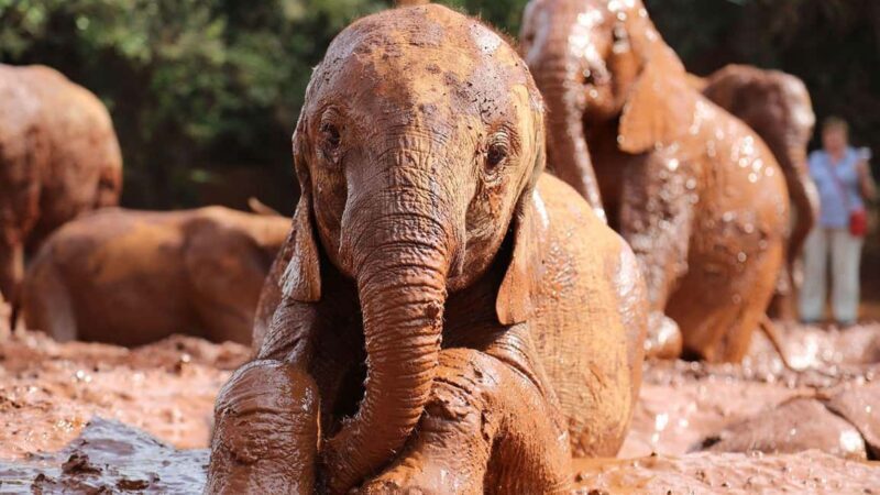 Early Morning Nairobi Park Elephant& Giraffe Sanctuary - Authentic Encounters and Real Traveler Feedback