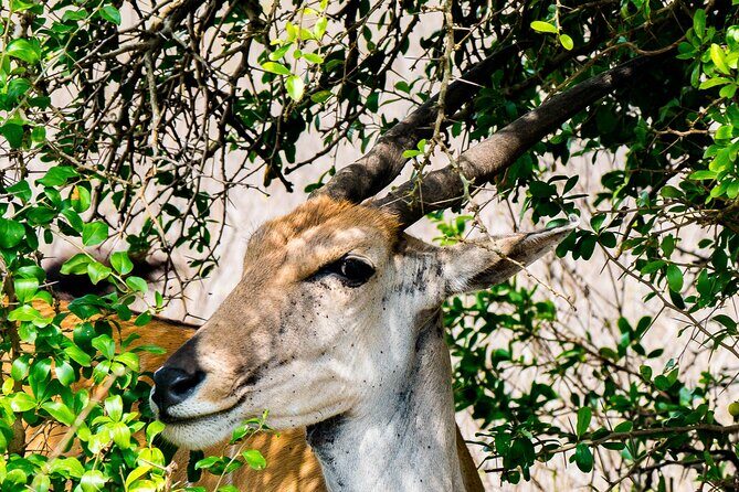 Early Morning Nairobi Park Safari and Giraffe Centre Tour. - Practical Details and Tips