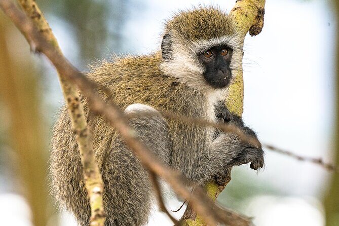Early Morning Nairobi Park Safari and Giraffe Centre Tour. - FAQ
