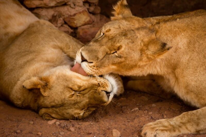 Early Morning Safari Big Five Experience Near Cape Town, SA - What the Reviews Say