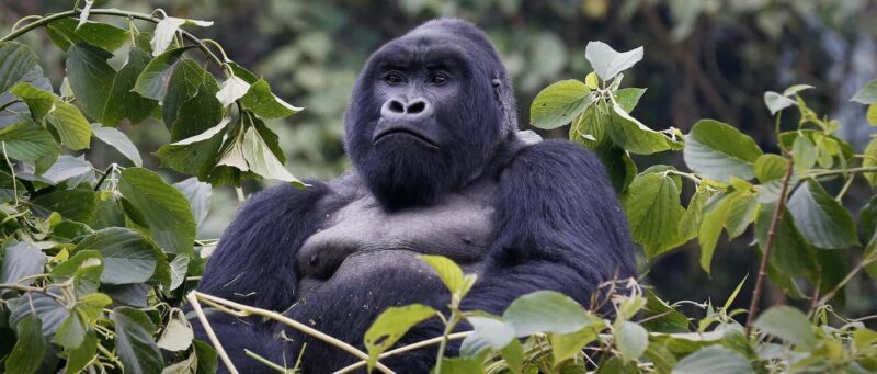 East Africa: Tailor-Made Safari to Uganda, Rwanda, - An In-Depth Look at the Safari Experience