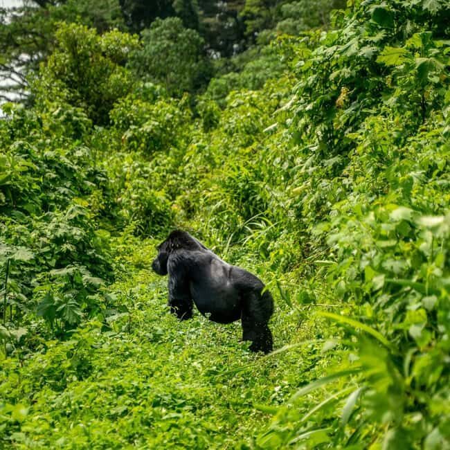 East Africa: Tailor-Made Safari to Uganda, Rwanda, - Who Should Consider This Tour?