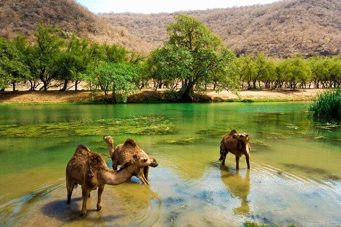 East and West of Salalah combination - FAQ
