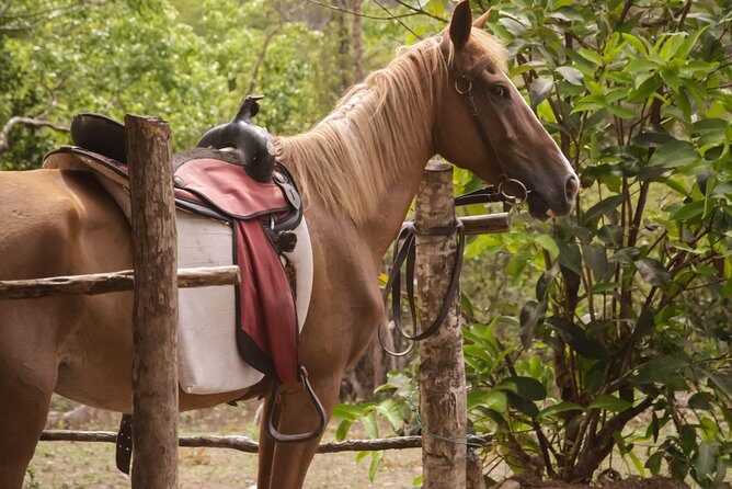 East Coast Horseback Riding & Waterfall Excursion - FAQ