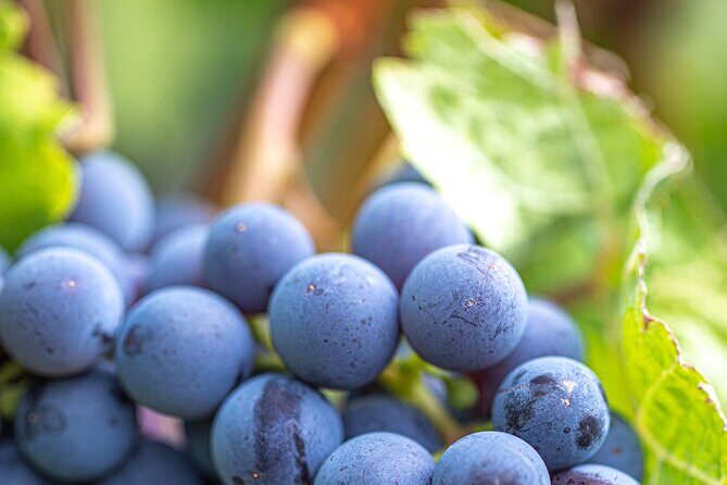 East Kelowna Full Day Guided Wine Tour With 5 Wineries - Lunch Break at Summerhill Organic Bistro