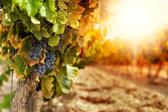 East Kelowna Half-Day Guided Wine Tour With 4 Wineries - Final Thoughts: Who Should Consider This Tour?
