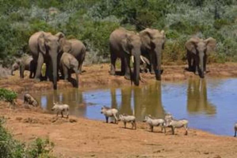 East London: Addo and Schotia Safari 2-Day Tour - Exploring the Itinerary and What It Means for You