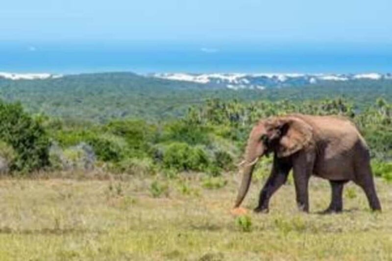 East London: Addo Elephant Park 2-Day Photo Safari - Exploring the Itinerary and Experience
