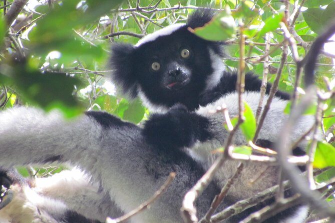 (east Tour) Andasibe N.p / St. Mary - Day 1: Andasibe Station and Nocturnal Lemur Spotting