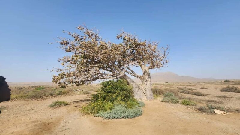 East tour - lighthouse, turtle nature reserve, baobab tree ... - What Travelers Are Saying