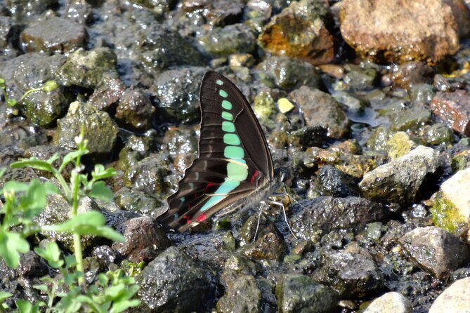Easygoing Nature Walk in Hakone Tour - Pricing and Value