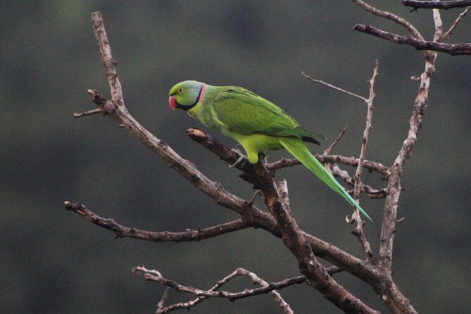 Ebony Forest Reserve Chamarel: Endemic Birdwatching Guided Tour - What Travelers Say