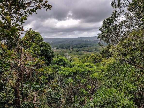 Ebony Forest Reserve Chamarel - Take a Hike Tour - Exploring the Ebony Forest Reserve Chamarel – A Walk Through Nature’s Artwork