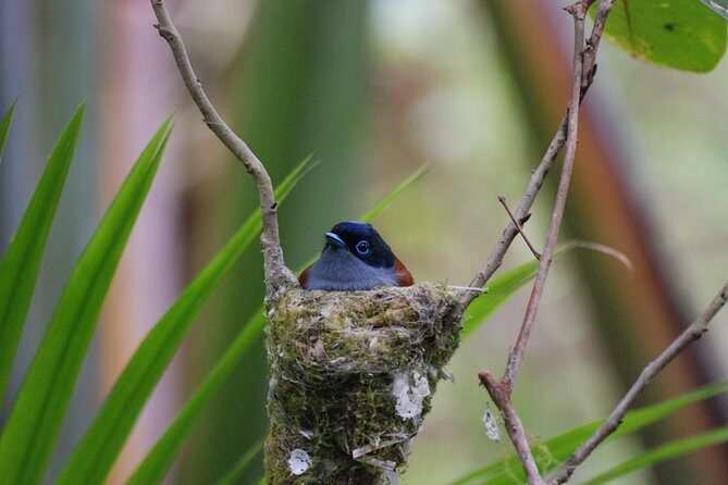 Ebony Forest Reserve Chamarel - Take a Hike Tour - Key Points