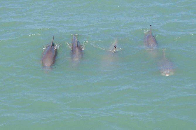 Eco and Dolphin Watch Tour of South Padre Island - Key Points