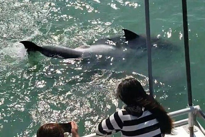 Eco and Dolphin Watch Tour of South Padre Island - Who Should Consider This Tour?