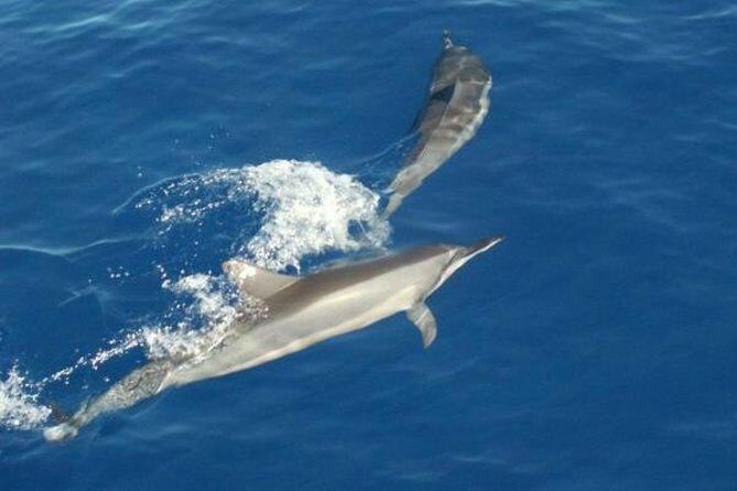 Eco and Dolphin Watch Tour of South Padre Island - The Sum Up
