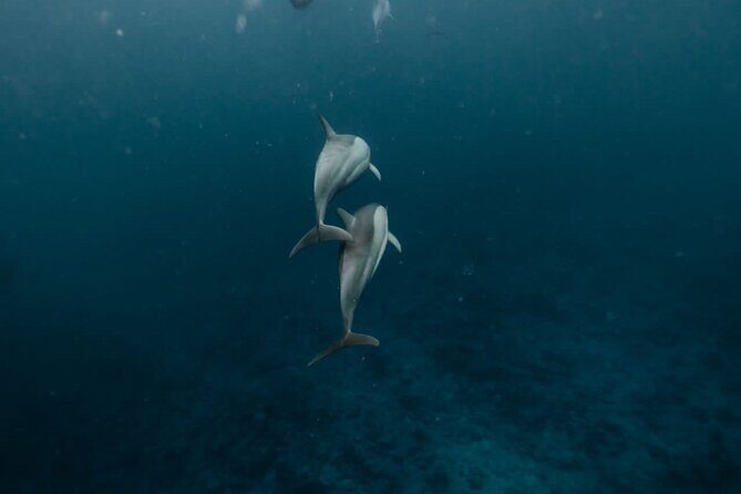 Eco-friendly Dolphin Watching Tour in Mauritius - An In-Depth Look at the Mauritius Dolphin Watching Experience