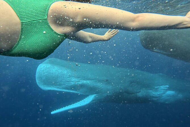 Eco-friendly Dolphin Watching Tour in Mauritius - The Value of a Private, Eco-friendly Tour