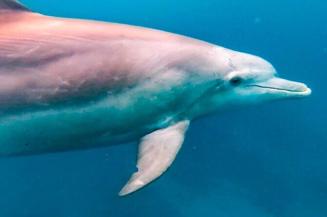 Eco-friendly Dolphin Watching Tour in Mauritius - The Experience’s Highlights and Drawbacks