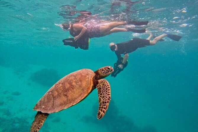 Eco Friendly Sea Scooter Turtle Tour in Rarotonga - What to Expect from the Tour