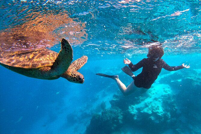 Eco Friendly Sea Scooter Turtle Tour in Rarotonga - Why This Tour Excels