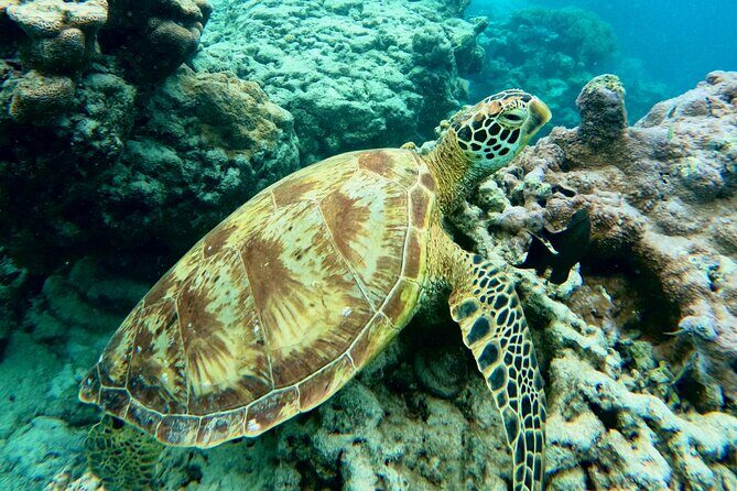 Eco Friendly Sea Scooter Turtle Tour in Rarotonga - FAQ