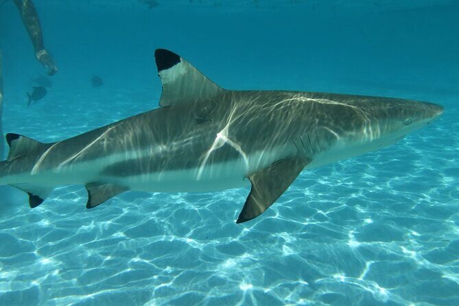 Eco Kayak Excursion in Moorea Lagoon for a Day - Exploring Moorea’s Lagoon on a Transparent Kayak: A Honest Review