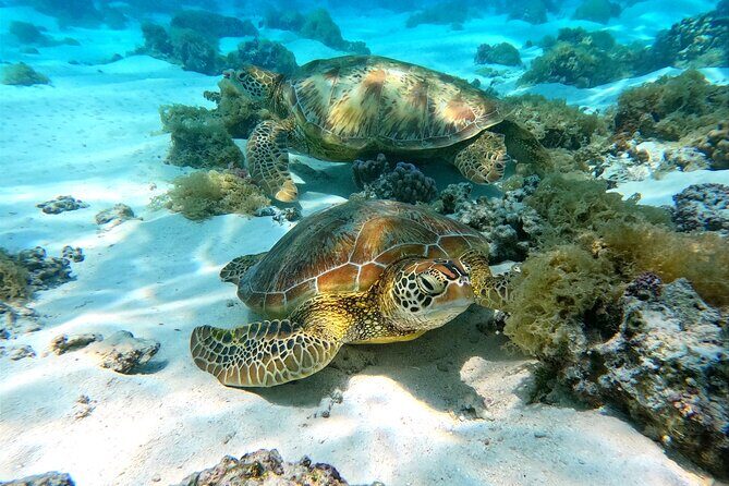 Eco Kayak Excursion in Moorea Lagoon for a Day - The Practicalities: What to Expect