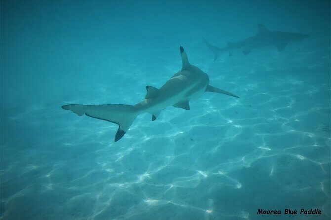 Eco Kayak Excursion in Moorea Lagoon for a Day - Authentic Encounters and Guest Perspectives