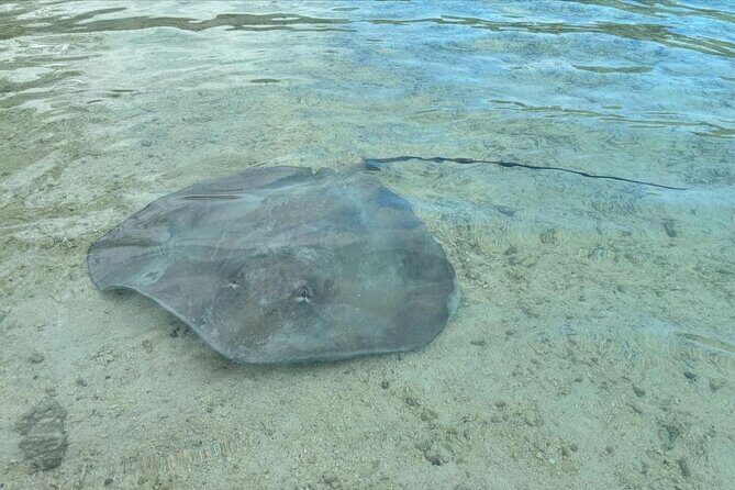 Eco Kayak Excursion in Moorea Lagoon for a Day - Final Words