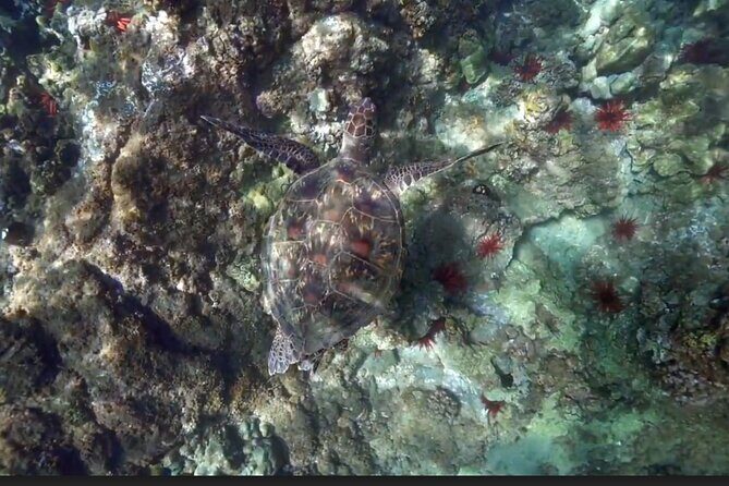 Eco Sea Scooter Beach Entry - Rent a GoPro Video tape Sea Turtles - Why This Tour Offers Great Value