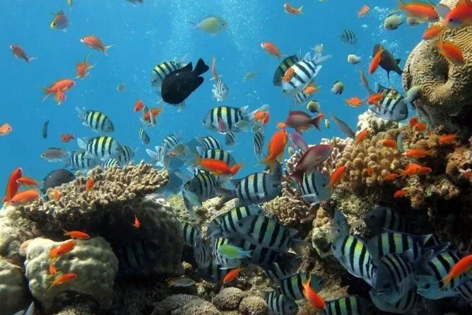 Eco Sea Scooter Guided Beach Tour From The Famous Kapalua Bay - FAQ