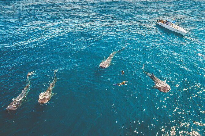 Eco Whale Shark Encounter - Practical Tips for Future Participants