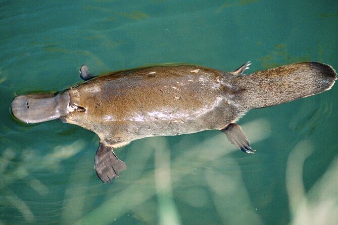 Eco Wildlife Two-Day Tour Platypus & Kangaroos - Who Will Love This Tour?