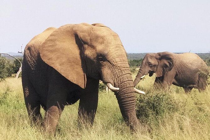 Economic 1-Day Kruger Safari from Maputo - Key Points