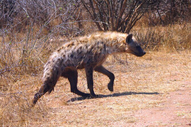 Economic 1-Day Kruger Safari from Maputo - The Itinerary in Detail