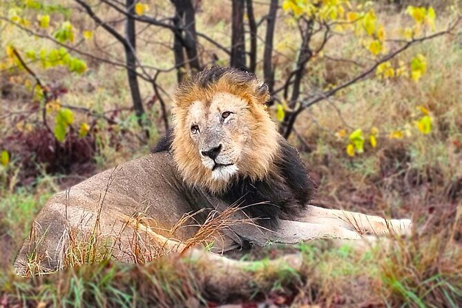 Economic 1-Day Kruger Safari from Maputo - Who Is This Tour Best For?