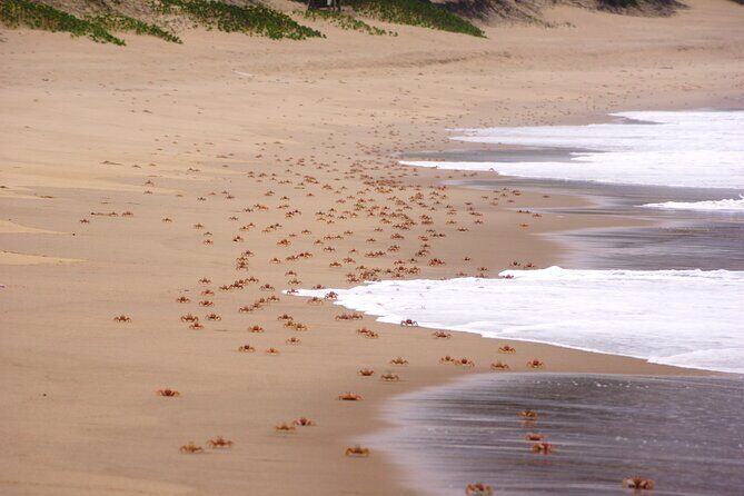 Economic 1Day Maputo Special Reserve Safari(Maputo National Park) - An In-Depth Look at the Safari Itinerary