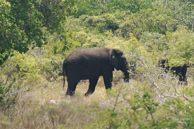 Economic 1Day Maputo Special Reserve Safari(Maputo National Park) - Who Will Appreciate This Tour?