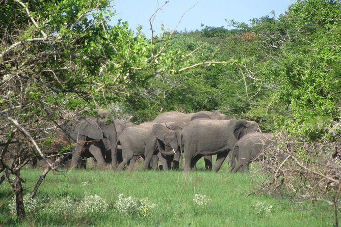 Economic 1Day Maputo Special Reserve Safari(Maputo National Park) - FAQ