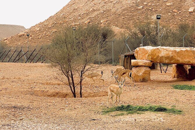 Edge of The World & Deer Reserve Off-road 4x4 Car Tour in Riyadh - Exploring the Itinerary: What You Can Expect