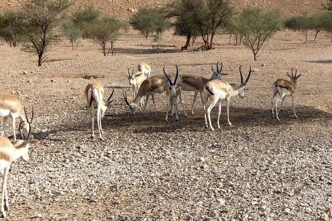 Edge of The World & Deer Reserve Off-road 4x4 Car Tour in Riyadh - The Sum Up