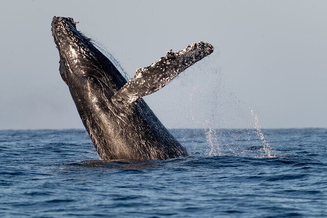 Educational Sunrise Whale Watching with Photos Included - Analyzing the Experience: What You Can Expect